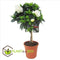 Plant in a Box - Gardenia Jasminoides - Op gevlochten stam - Onderhoudsarme plant - Witte bloemen - Pot 19cm - Hoogte 50-60cm