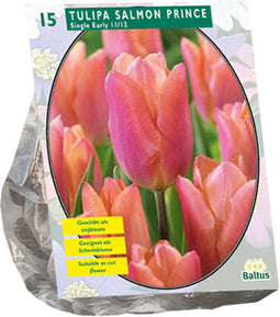 Tulipa Salmon Prince, Enkel Vroeg per 15