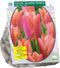 Tulipa Salmon Prince, Enkel Vroeg per 15