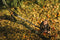 Fiskars UPX86 - Telescopische snoeigiraffe - Bereik tot 6 meter - Draaiende snoeikop 230°