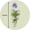 Plant in a Box - Vanda Magic XXL - Koningsblauw - Hoogte 90cm
