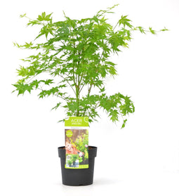 Plant in a Box - Acer palmatum 'Going Green' - Japanse esdoorn Groen Winterhard - Esdoornboom - Pot 19cm - Hoogte 50-60cm