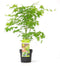 Plant in a Box - Acer palmatum 'Going Green' - Japanse esdoorn Groen Winterhard - Esdoornboom - Pot 19cm - Hoogte 50-60cm