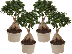 Plant in a Box - Ficus Ginseng - Set van 4 - Japanse Bonsai Kamerplanten - Pot 15cm - Hoogte 35-40cm