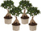 Plant in a Box - Ficus Ginseng - Set van 4 - Japanse Bonsai Kamerplanten - Pot 15cm - Hoogte 35-40cm