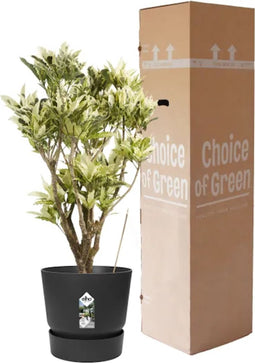Croton Tamara in Elho® Greenville pot Black ↨ 100cm - hoge kwaliteit planten