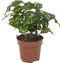 Coffea Arabica