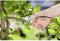 GARDENA Tuinschaar - Bypass - 24mm - 08702-20