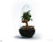 Growing Concepts DIY Duurzaam Ecosysteem Egg Large - Planten - Asparagus - H30xØ18cm