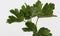 Plant in a Box - Mix van 4 bessenplanten - Braam,kruisbes,aalbes en zwarte bes - Pot 9cm - Hoogte 25-40cm
