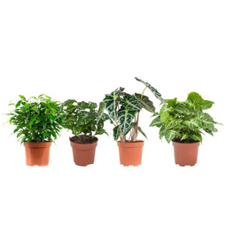 Ficus, Koffieplant, Olifantsoor of Skeletplant, Syngonium Arrow ↨ 25cm - 4 stuks - hoge kwaliteit planten