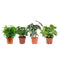 Ficus, Koffieplant, Olifantsoor of Skeletplant, Syngonium Arrow ↨ 25cm - 4 stuks - hoge kwaliteit planten
