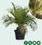 Chileense wijnpalm Jubaea chilensis 110 cm