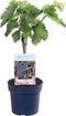 Goed & Groen - Blauwe druif 'Vitis Venus' (pitloos) -↨ 70cm - Potmaat 21cm - Kwaliteit Planten - Tuin Plant - Tuinplantenplanten - Sfeer