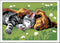 Ravensburger CreArt Sleeping Cats and Dogs - Schilderen op nummer voor kinderen