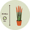 Plant in a Box - Sansevieria Cylindrica - Velvet Touch - Set van 2 - Kamerplant - Gemakkelijk te Verzorgen - Pot 9cm - Hoogte 20-40cm