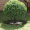 vidaXL - Plantenring - 5 - stuks - Olijfgroen - Ø30/60 - cm - staal