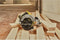 STANLEY FATMAX SFMCS550B-XJ - 18V Brushless Cirkelzaag - 190mm bladdiameter - 5000 t.p.m.