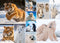 King Legpuzzel Arctic Life - 1000 stukjes - Dierencollage 68 cm x 49 cm