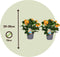 Plant in a Box - Crossandra Fortuna - Set van 2 - Bloeiende kamerplanten - Mooie heldere bloemen - Pot 13cm - Hoogte 20-30cm
