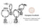 Yolora Dames Oorbellen met Kalpa Camaka Kristallen - Zilverkleurig - 18K Wit Verguld - Vrouwen Oorhangers Zilver - Mooie Cadeauverpakking