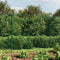 vidaXL - Draadgaashek - 2,2x25 - m - gegalvaniseerd - staal - groen