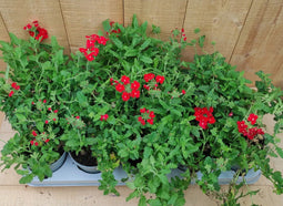 Verbena 10 potjes per tray kleur mix