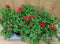 Verbena 10 potjes per tray kleur mix