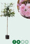 Japanse sierkers leiboom 180 cm | Prunus serrulata 6-10 cm 180 cm| Bomenbezorgd.nl