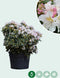 Rhododendron Cunninghams White | Rhododendron 'Cunningham's White | Bomenbezorgd.nl
