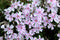 5 stuks Phlox (S) 'Candy Stripes'