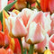 JUB - Tulipa Fun Colours, 5 bloembollen