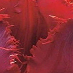 5 stuks - JUB - Tulipa Pacific Pearl 5 bollen