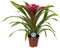 Goed & Groen - Guzmania Deseo Pink single - ↨ 40cm - Potmaat 12 - Exclusieve Kwaliteit Planten - Kamer Plant - Kamerplanten - Sfeer - Interieur