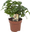 Coffea Arabica