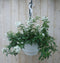 Hangplant Sterjasmijn