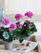 Mica Decorations Geranium Kunstplant in Bloempot Stan - H34 x Ø20 cm - Paars