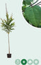 Katsuraboom hoogstam 300 cm | Cercidiphyllum japonicum 10-14 cm | Bomenbezorgd.nl