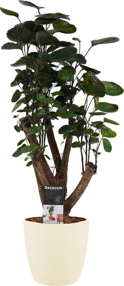 Polyscias Fabian vertakt met Elho brussels soap ↨ 50cm - hoge kwaliteit planten