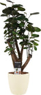 Polyscias Fabian vertakt met Elho brussels soap ↨ 50cm - hoge kwaliteit planten