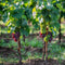 Plant in a Box - Wijnmix - Vitis ‘Himrod’ en ‘Vanessa’ - Set van 2 - ⌀21cm - Hoogte 60-75cm