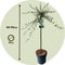 Plant in a Box - Salix repens 'Iona' - Zwitserse dwergwilg op stam - Boompjes - Potmaat 19 cm - Hoogte 80-90 cm - Zilvergroen