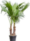 2 stuks! Mexicaanse waaierpalm duostam Washingtonia robusta 162,5 cm