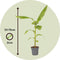 Plant in a Box - Musa Basjoo - Set van 2 - Winterharde bananenplanten - Tuinbanaan - Pot 21cm - Hoogte 55-70cm