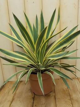 Yucca groengeel Warentuin