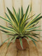Yucca groengeel Warentuin