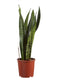 Sanseveria, vrouwentong - Set van 2 - Fachjan - Groene Plant- Hoogte 65 cm