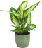 Combibox met kamerplanten in Bergamo keramiek – ↨ 25cm – ⌀ 12cm