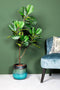 PTMD Tree Green Fiddle Leaf Fig In Black Pot Small