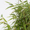 Plant in a Box - Fargesia nitida 'Red Dragon' - Set van 2 - Niet woekerende bamboe met rode stelen - Winterhard en groenblijvend - Pot 17cm - Hoogte 60-80cm